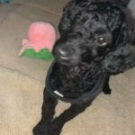 TOY POODLE