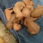 Pedigree Registered White Elf kittens in London