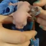Newborn Pedigree White Elves (Sphynx) Kittens in London