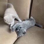 British short hair kittens