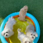 Maltese  puppies available  for sale