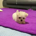 Maltese  puppies available  for sale