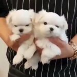 Maltese  puppies for sale