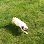 girl pug