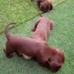 KC registered Cocker spaniel puppies