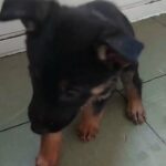 gorgeous  german shepherd female  pup