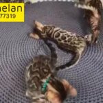 Pure breed Bengal kittens
