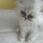 dwarf Persian female kitten