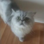male Persian chanchilla cat
