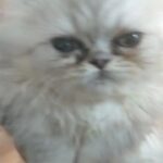 Persian chanchilla male kitten