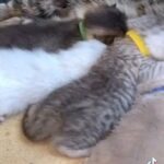 Pure Pedigree British Shorthair Kittens