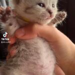 Pure Pedigree British Shorthair kittens