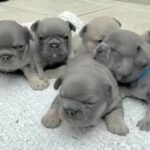 french bulldogs Kc registered