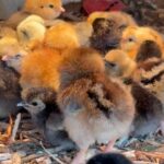 unsexed chicks - Pekin, Copper maran