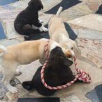 playful puppies