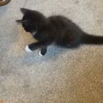 BEAUTIFUL FLUFFY KITTEN