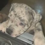 American xl bully available 1 tan Merle and 1 black solid