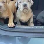 solid black xl bully available