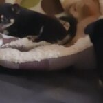7 week old pomchis