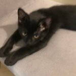 male kitten