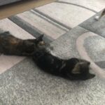 lovely kittens 7 wks