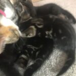 kittens. 4 available
