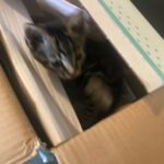 tabby girl