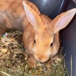 baby bunnies for sale