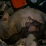 Pure Sphinx Kittens