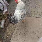 ruck chicken