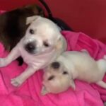 pomchi pups