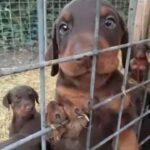 Doberman pinschers