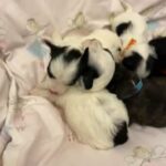 multi-Poos