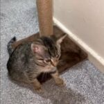 kitten with supplements