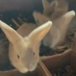 Baby Rabbits (4 weeks old)