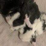 reserve only* gorgeous rabbits