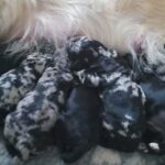 GOLDEN DOODLES SILVER MERLE