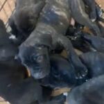 champion line cane corso pups ready now800