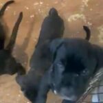 ready now champion line cane corso puppies
