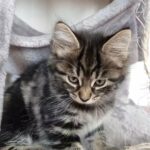 Little kitten