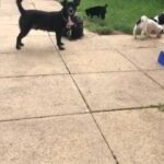 3 girl puppies mixed chihuahua x Jack Russell.