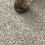 x 3 Persian Chinchilla with Ragdoll kittens for sale to good homes only (£600 each)