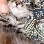 kitten