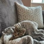 tabby female