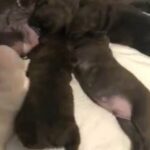 French Bulldog puppies