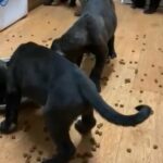 ready now champion bloodline cane corso pups 800
