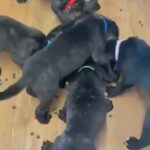 ready now champion line cane corso pups