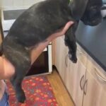 huge champion line cane corso pups ready now 800
