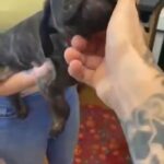 champion line cane corso pups ready now thick set