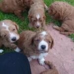 Cavapoochon puppies for sale in Birkenhead